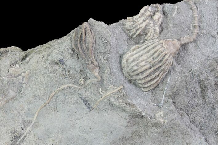 Multiple Crinoid Fossils ( Species) - Gilmore City, Iowa #86753